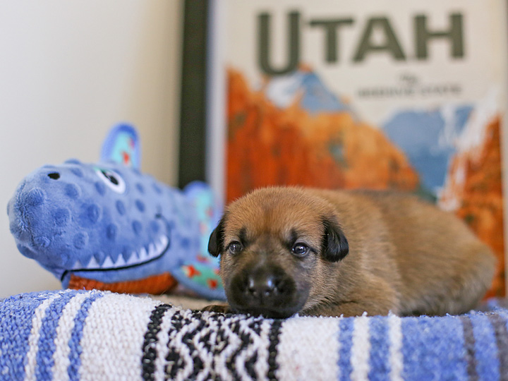 chinook puppy
